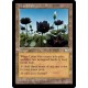 Lotus Vale WTH SP