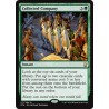 Collected Company DTK NM