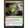 Windgrace's Judgment C18 NM