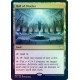Hall of Oracles FOIL STX NM